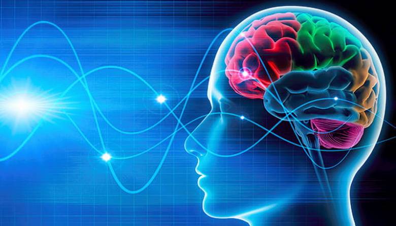 Psikologi [12] Otak Manusia, Neuron dan Perilaku